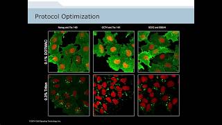 Analysis of Cellular Signaling by Fluorescent Imaging and Flow Cytometry [upl. by Harts845]