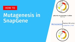 Primer Directed Mutagenesis in SnapGene [upl. by Asaph33]