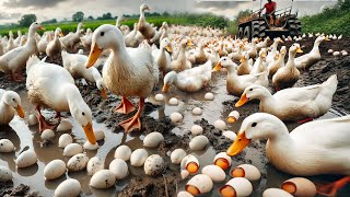 Collecting Laying Duck Eggs  Organic Laying Duck Farming Process  Ducks [upl. by Wesa]