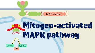 MAPK Signaling Pathway  Animated Explanation [upl. by Armin]