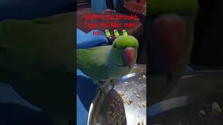 Mithu ko bhuk lagi hai🦜Mera mithu khaiga [upl. by Nurav]