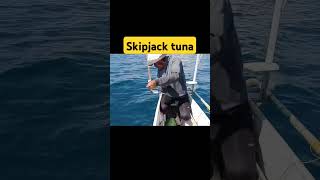 skipjack tuna handlinefishing fishing tunafishing seafood marinelife [upl. by Lecroy]