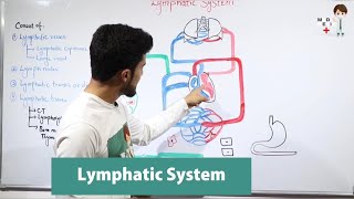 Lymphatic System Anatomy 8 [upl. by Adnamal]