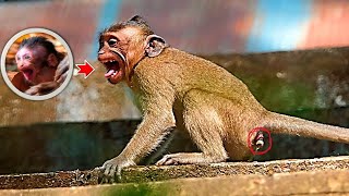 Unbelievable Story Really want to steal their child but failed  Real Angkor Monkey [upl. by Yeroc]