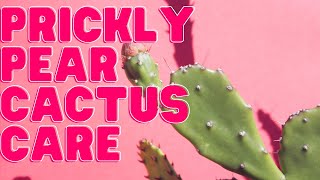 Prickly Pear Opuntia Plant Care Guide For Beginners [upl. by Prosper]