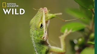 Lizard Looking For Food  Nat Geo WILD [upl. by Adnarim]