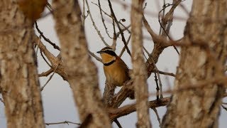 Brazil 2015  Birding at Chapada dos Guimaraes [upl. by Celia100]