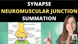 Synapses Neuromuscular Junction and Summation Cholinergic and inhibitory synapses [upl. by Helas]