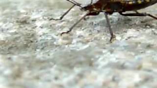 Auf der Mauer auf der Lauer sitzt ne kleine Wanze  Kindermusik [upl. by Clayborne108]