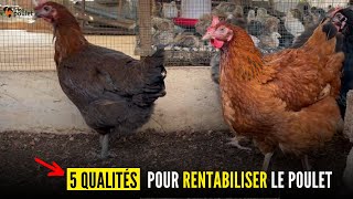 BUSINESS DU POULET du 11 SEPTEMBRE 2024 Les 05 qualités DUN BON ÉLEVEUR DU POULET EN AFRIQUE [upl. by Haizek]