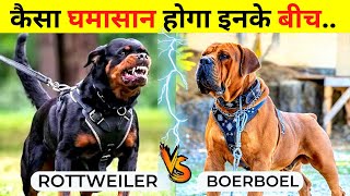 Boerboel VS Rottweiler Fight Who Would Win  Rottweiler VS Boerboel Which is Stronger [upl. by Postman295]