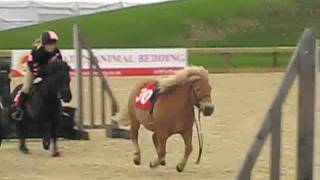 Shetland Pony Race [upl. by Flessel480]