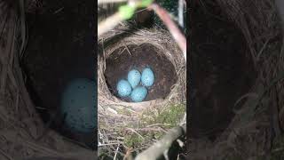 song thrush nest and eggs [upl. by Eural411]