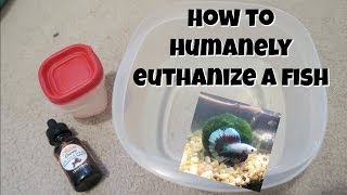 How To Humanely Euthanize a Betta Fish at Home [upl. by Eitsirc498]