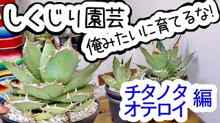 【チタノタ・オテロイ編】アガベにやっちゃダメなこと５つ【しくじり園芸】 [upl. by Nazler413]