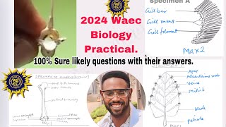 Waec 2024 Waec BIOLOGY PRACTICAL GUIDE 100 Sure questionsHow to draw and label specimens [upl. by Earej673]