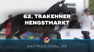 62 Internationaler Trakehner Hengstmarkt in Neumünster [upl. by Anuqahs]