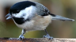 Chickadee bird song  call  sounds  Carolina [upl. by Rus]