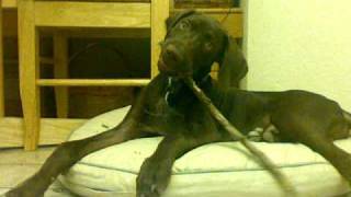 German Shorthaired Pointer Puppy Chewing on a Stick [upl. by Kurtzman]