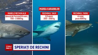 Care sunt speciile de rechin din locațiile frecventate de turiștii români [upl. by Ireva]