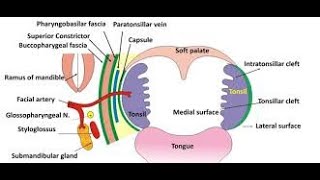 Bed of tonsil ASMnemonic tonsillar bed [upl. by Eatnahc]