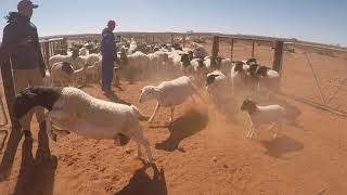 SHEEP FARM  NORTHERN CAPE SOUTH AFRICA [upl. by Nytsrik]