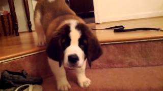 Watson St Bernard puppy first attempt at the stairs [upl. by Bushore]