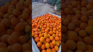 Puro manjar de mandarina 🍊👌👌 trabajodecampo [upl. by Baldridge603]