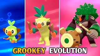 How To Evolve Grookey Into Thwackey amp Rillaboom In Pokemon Sword amp Shield  Galar Pokedex [upl. by Emil]