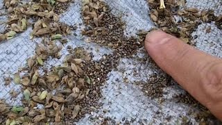 Processing Homegrown Chia Seeds [upl. by Naitsirk71]