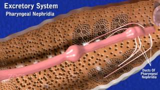 Earthworm excretory system [upl. by Sixela569]