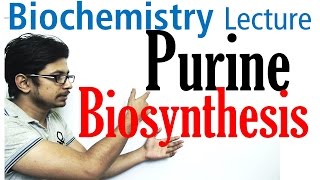 Purine biosynthesis [upl. by Nednil493]