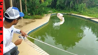 SAVING FISH in ABANDONED SWIMMING POOL Fishing them Out [upl. by Ylsew]