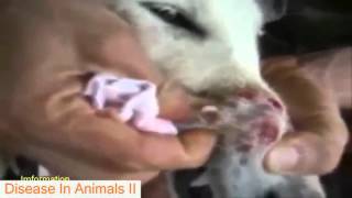 The Disease In Dog  Monster Botfly Larvae  MangoWorm Removal animal compilation vol 2  Animals [upl. by Mlohsihc]