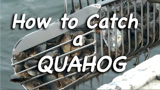 How to Catch a Quahog [upl. by Onoitna612]