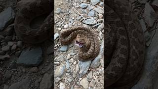 The harmless Rhombic EggEater Dasypeltis scabra showing off its impressive threat display [upl. by Asoral]