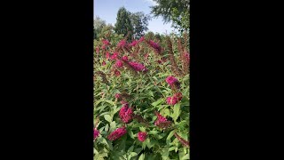 How to Grow Butterfly Bushes [upl. by Eliak]