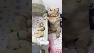 Ase bhole ban ke hai bethe 😍🐕 labradorpuppies labradormom mypetoscar viral trendingshorts love [upl. by Ekrub]