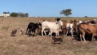 Blackmouth Cur Puppies [upl. by Lorolla]