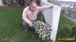 Blooming viburnum tinus [upl. by Dallon]