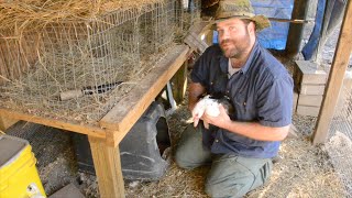 Broody Muscovy Duck [upl. by Aisa941]