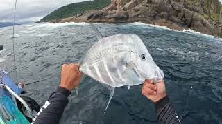 Anchova ataca pescadores em Ilhabela  buzyfish [upl. by Ahterod615]