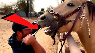 🐴Horse have a problem Emergency horse care Horse Health [upl. by Truman741]