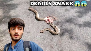 I Found Deadly Snake on The Road 😱😱 [upl. by Bolitho943]