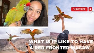 What is a Red Fronted Macaw Featuring my RFM Kona 💚 macaw [upl. by Evers]