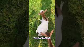 Die Ziege die einfach umfällt 🐐 tiere witzig ziege umfallziege kurios Tierwelt goat [upl. by Crandell]