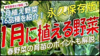 1月に植える野菜（16品種）永久保存版 [upl. by Gurtner]