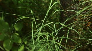 Amazing Native plants Garika Bermuda GrassCynodon dactylon [upl. by Drexler84]