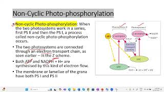 Light reactionETS Photophosphorylation apbiology ibbiology plantphysiology neetbiology [upl. by Aerdna]