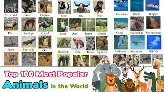 Top 100 Most Popular Animals in the World [upl. by Ellenahc]